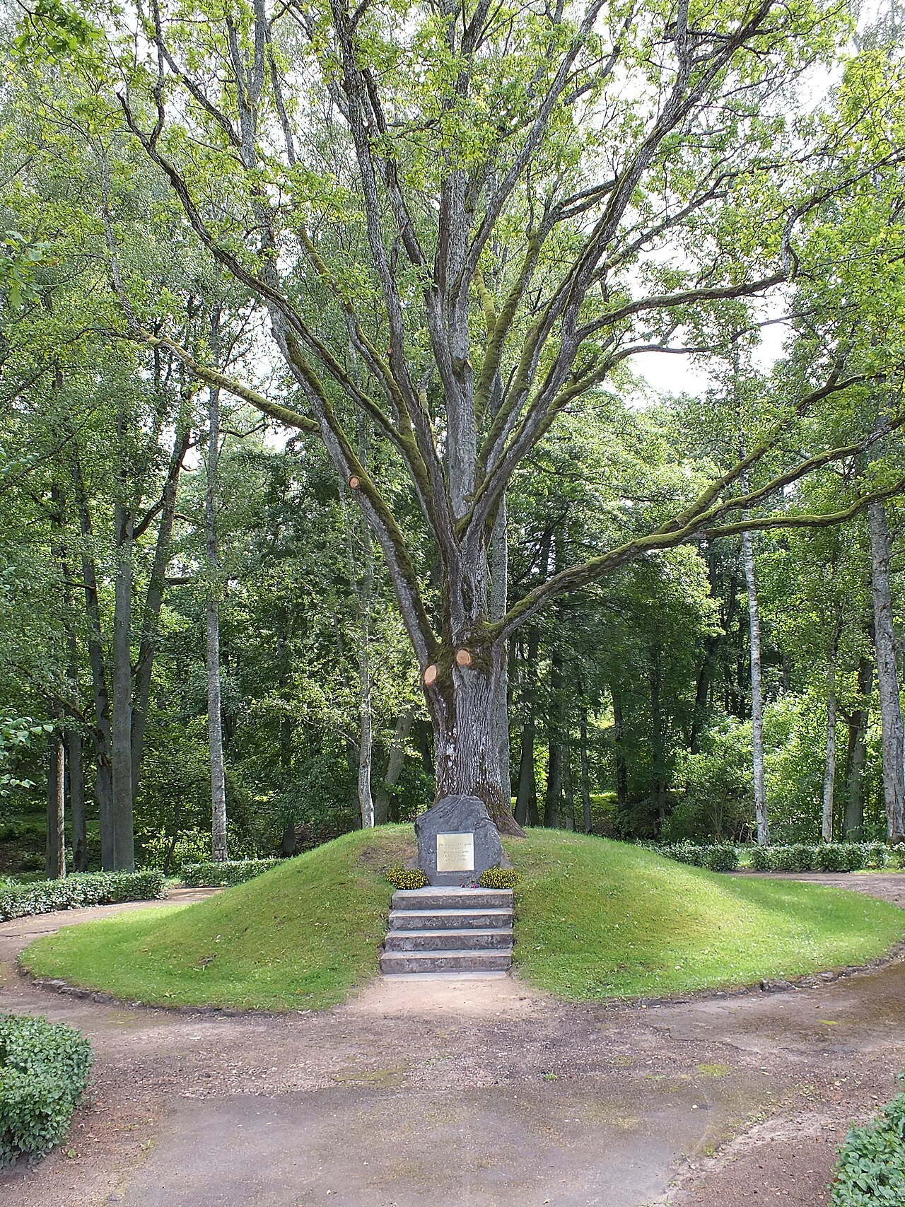 Ozols Ulmaņkalniņā Baldonē