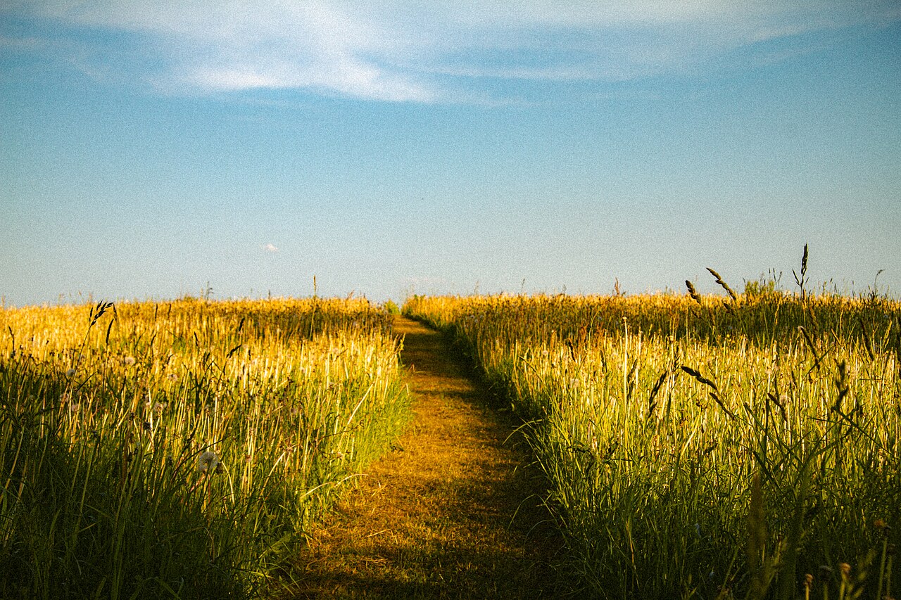 Taka cauri zālājam uz Mākoņkalnu