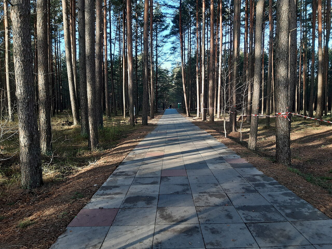 Bruģēta Carnikavas promenāde cauri priežu mežam