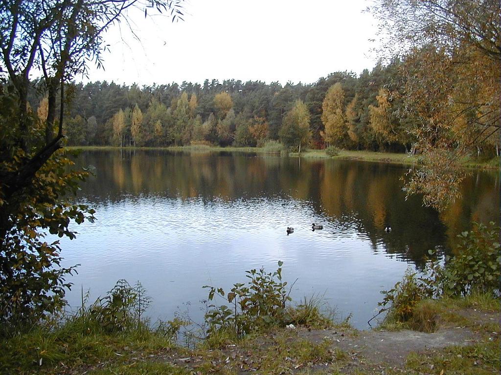 Dambjapurva ezers rudenī, krastos dzeltējoši koki