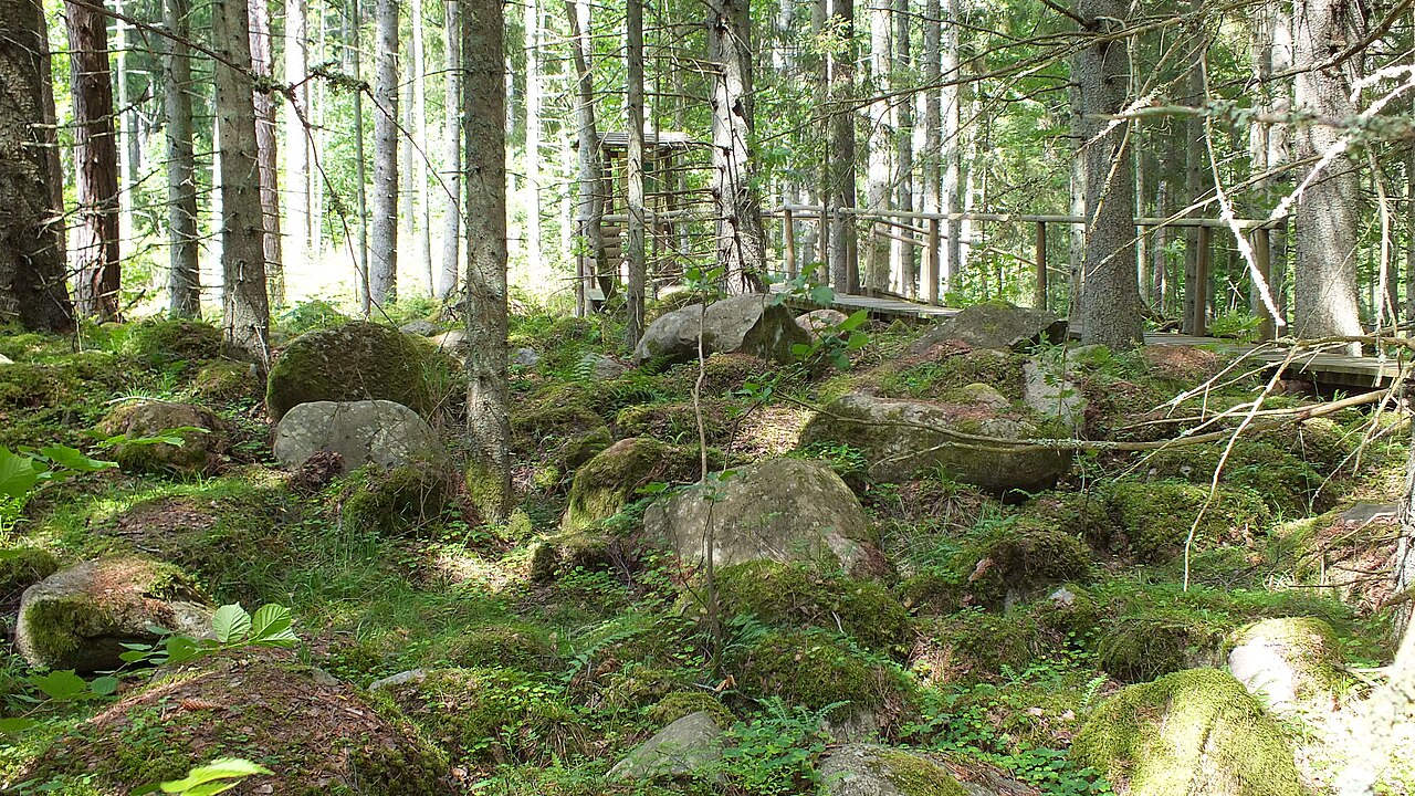 Sūnām apaugusi akmeņu kalva un laipa mežā