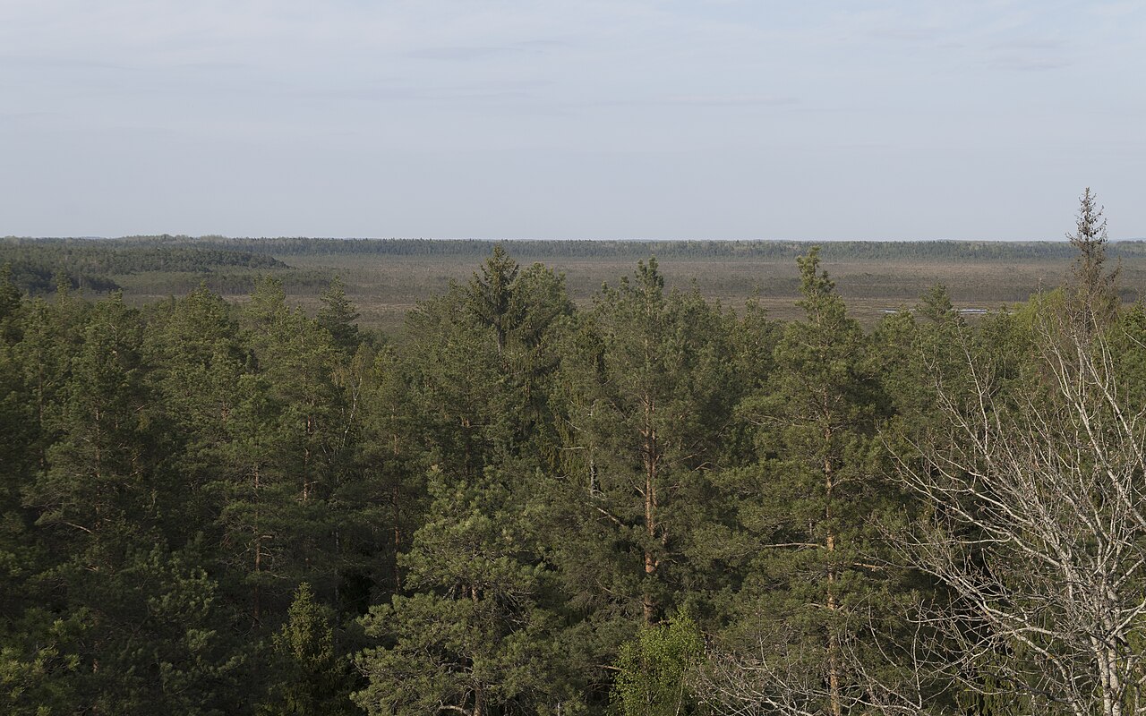 Skats no torņa pār Lielo Kangaru purvu