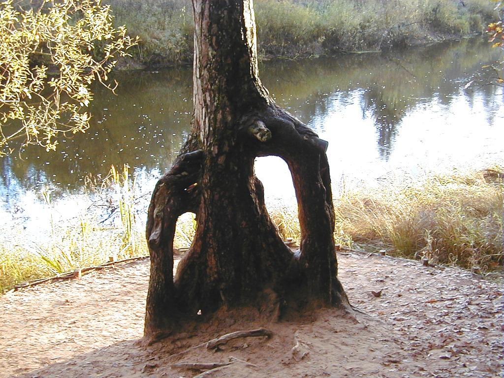 Vilkaču priede ar sakņu arku