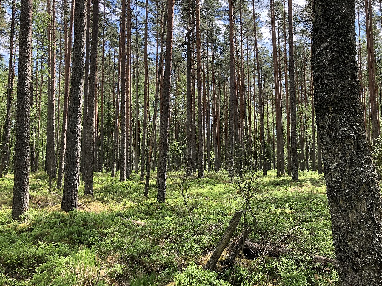 Priežu mežs Stompaku purvu takā